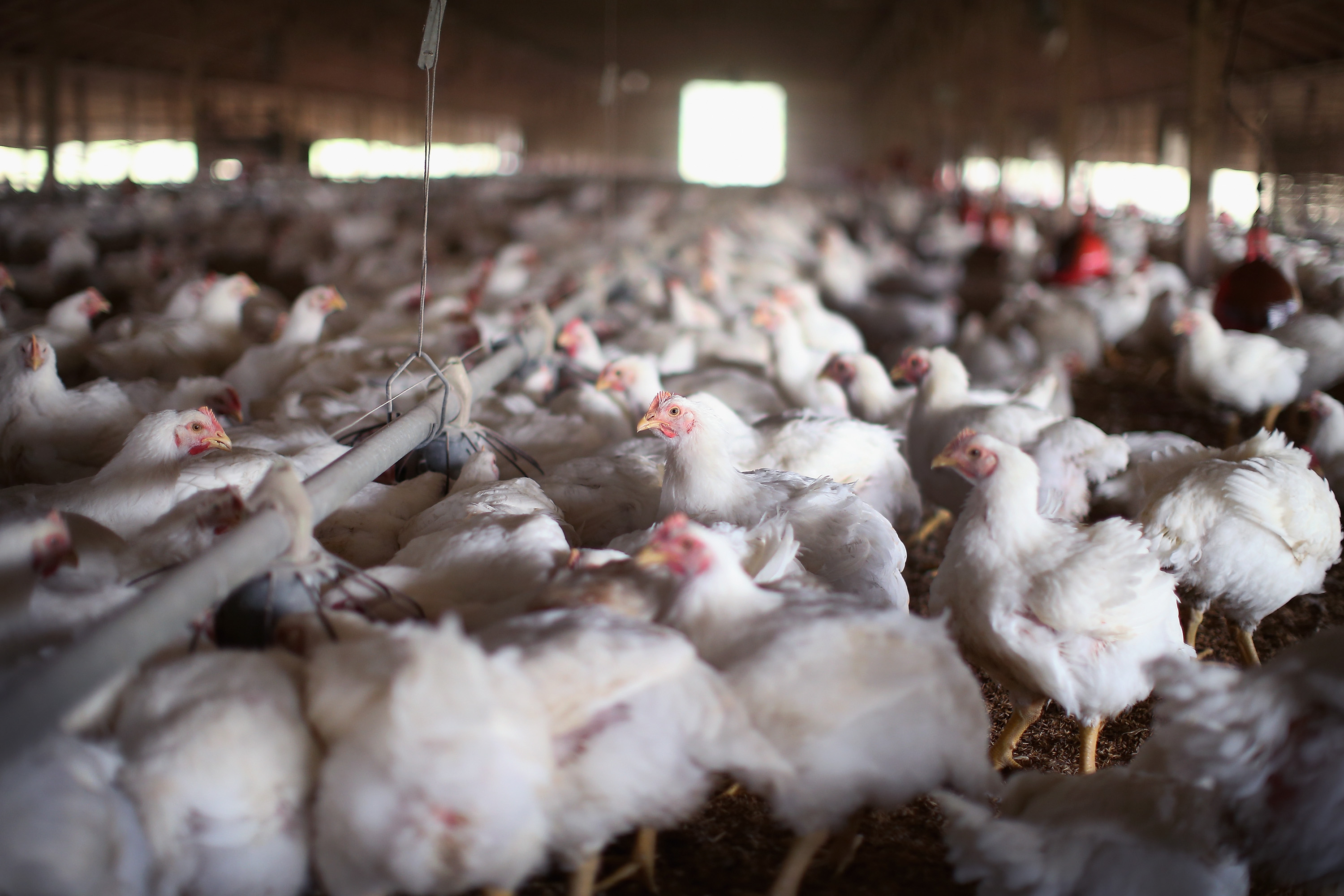 Bird Flu Strikes 29 U.S. Poultry Flocks in 30 Days, Led by Illinois Egg Farm with 934,600 Hens